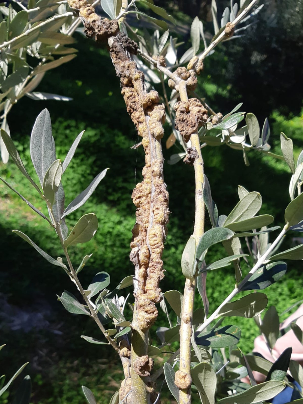 Escrescenze iperplastiche coalescenti su rametto d'olivo